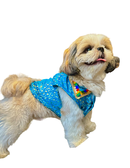 Aasmani Festive Dog Kurta